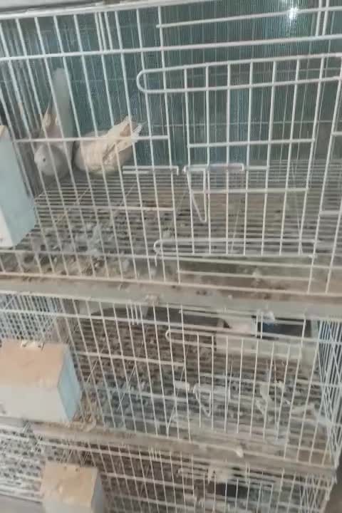 کبوتر،کفتر،طوقی،هفترنگ|پرنده|شاهین‌شهر, اقبال لاهوری|دیوار