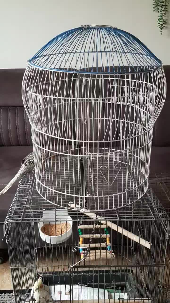 حراج قفس بزرگ عروس هلندی|لوازم جانبی حیوانات|ری, ولی آباد|دیوار