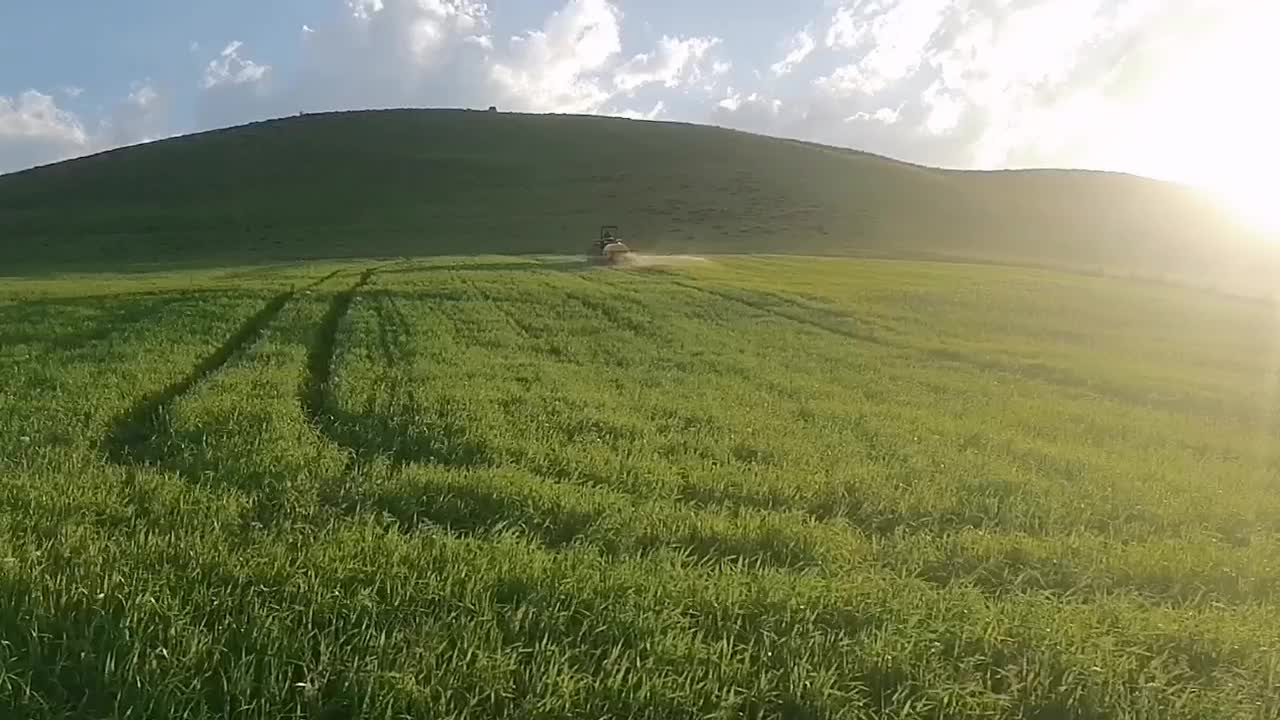 گندم|خوردنی و آشامیدنی|سارال, |دیوار
