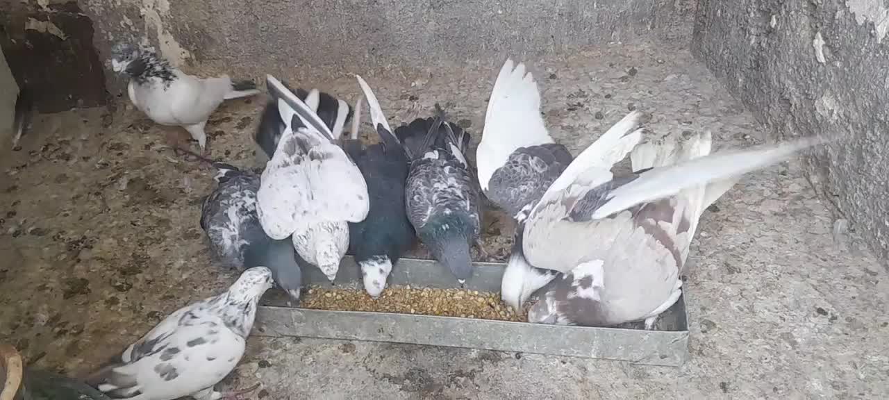 پرشی|پرنده|تهران, چوب تراش|دیوار