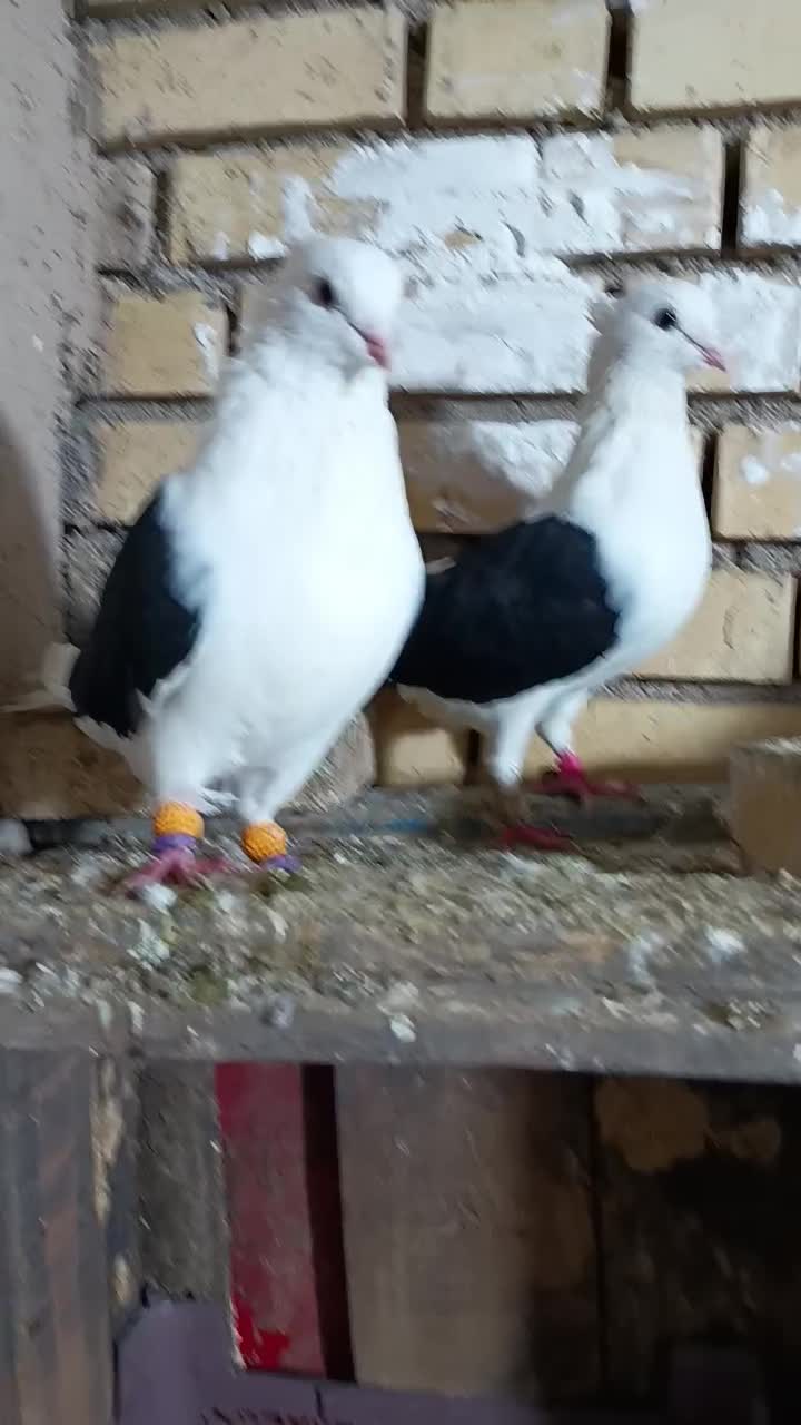 دوکت سیاه|پرنده|گتوند, |دیوار