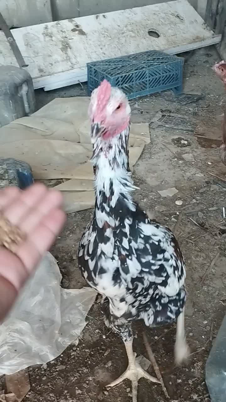 مرغ خروس نصل دار|حیوانات مزرعه|سیب و سوران, |دیوار