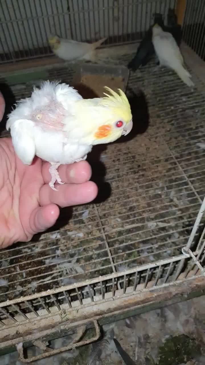 عروس هلندی سرلاکی|پرنده|کنگاور, |دیوار