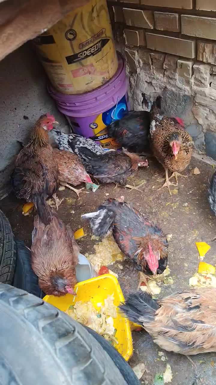 حیوانات مزرعه|حیوانات مزرعه|بندر ماهشهر, |دیوار