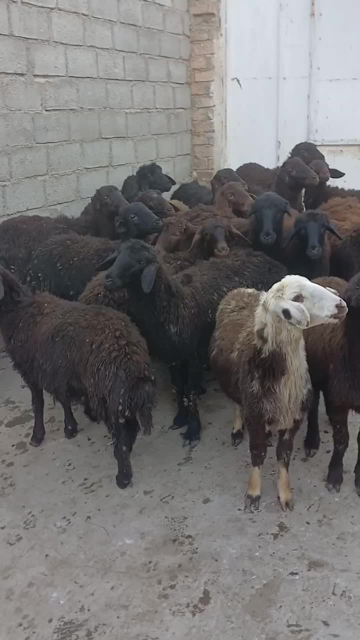 ۲۰عددبره درج یک...|حیوانات مزرعه|بوکان, |دیوار