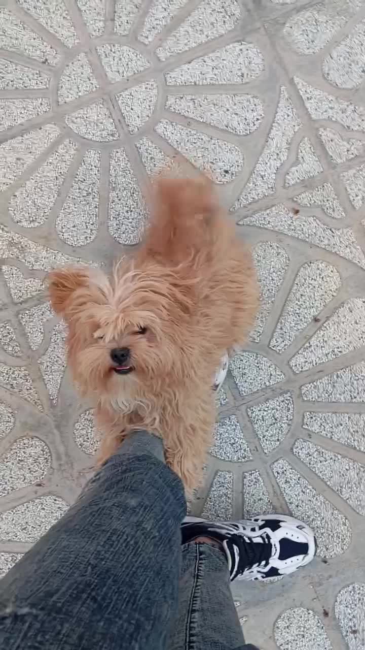 سگ پاکوتاه|سگ|فاروج, |دیوار