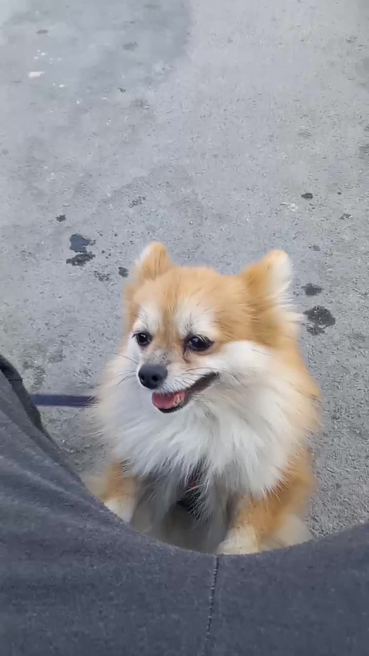 سگ پامر|سگ|بردسیر, |دیوار