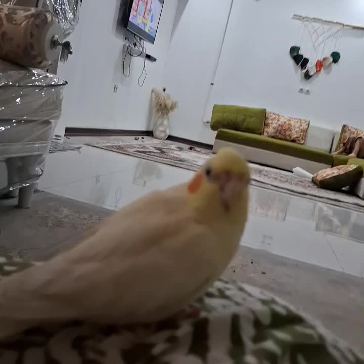 عروس هلندی ماده|پرنده|اهواز, کوی رمضان|دیوار