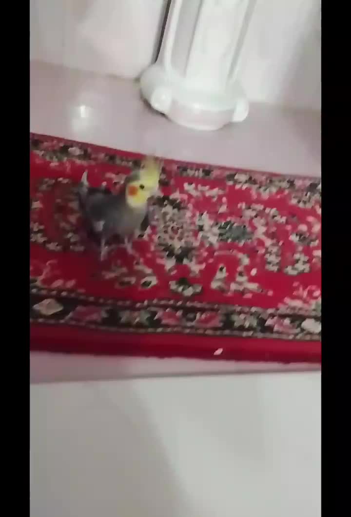 عروس هلندی نر|پرنده|بناب, |دیوار