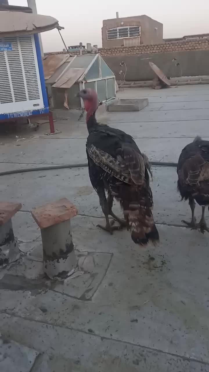 بوقلمون برنزه|حیوانات مزرعه|حمیدیا, |دیوار