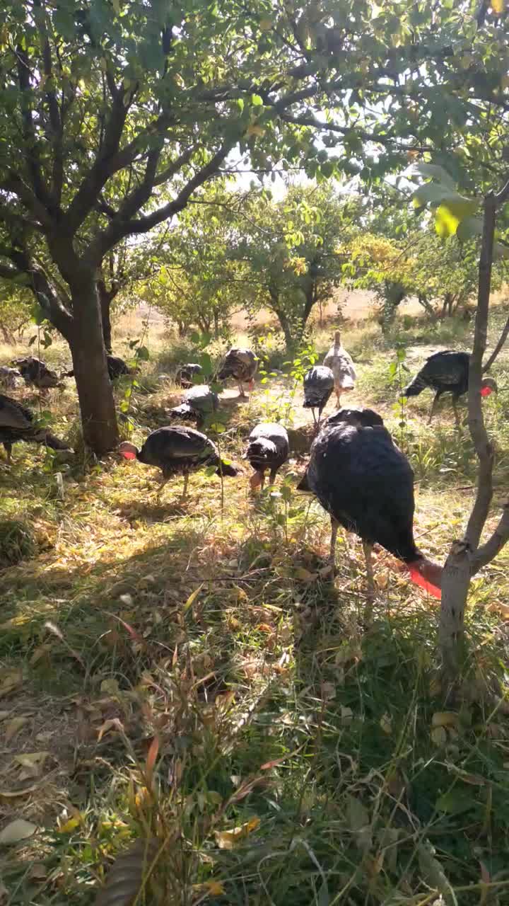 بوقلمون محلی|حیوانات مزرعه|همدان, |دیوار