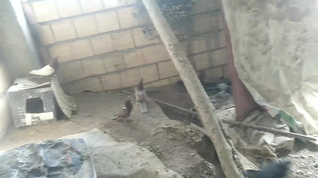 کبوتر شهرضا|پرنده|شهرضا, |دیوار