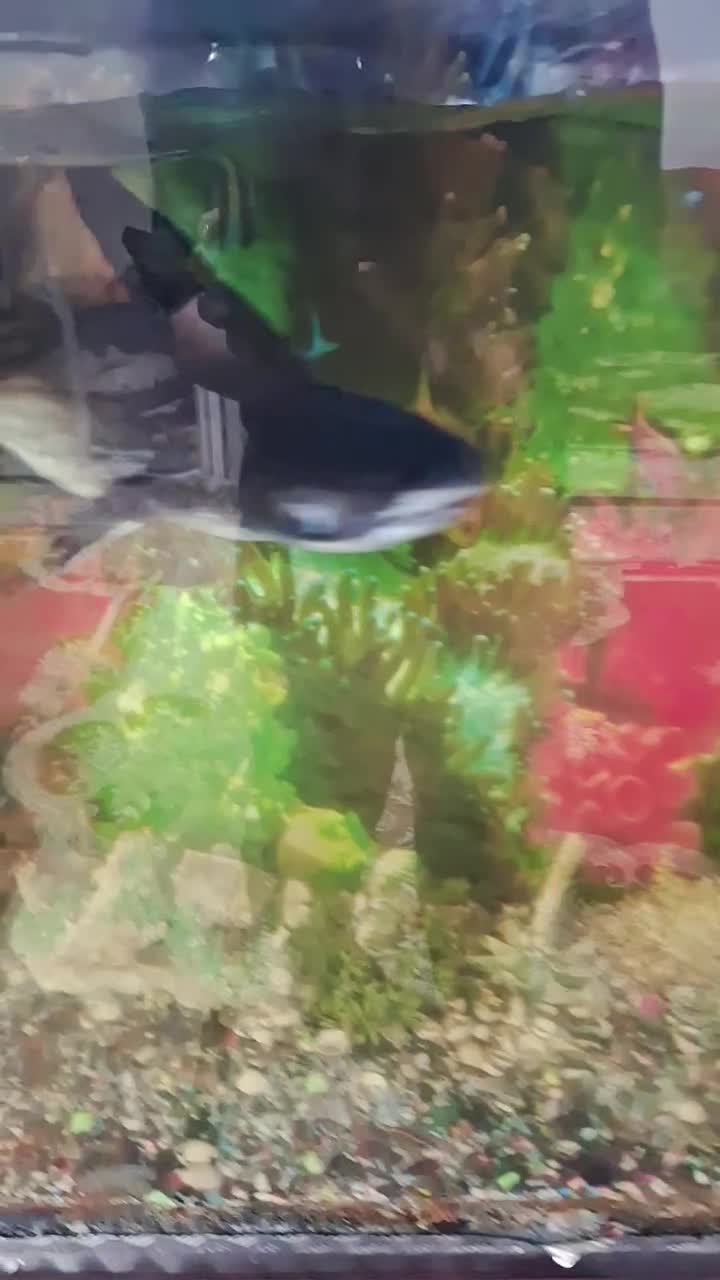 آکواریوم وماهی باتمام وسایل|ماهی|ورامین, ورامین|دیوار