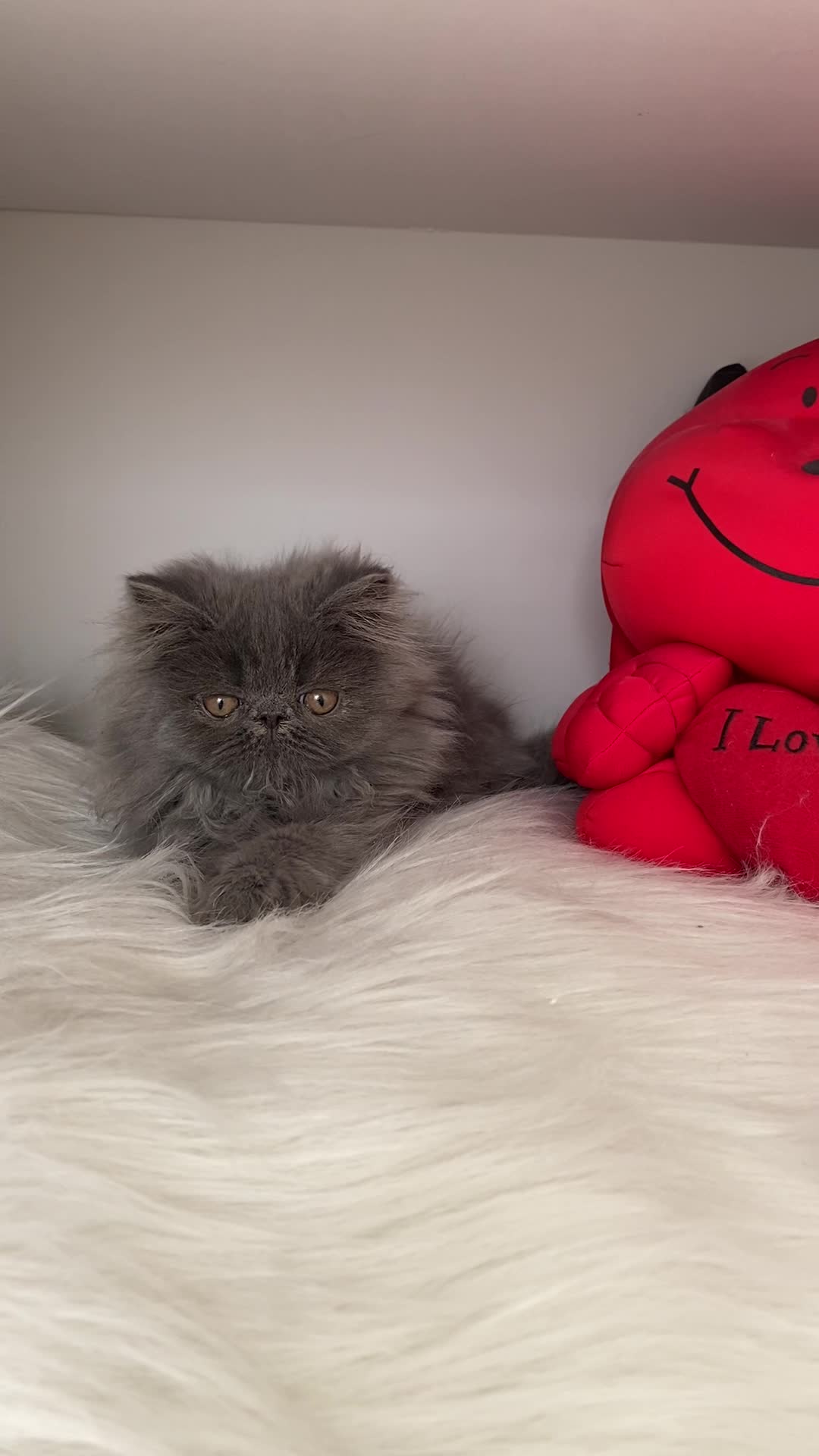 گربه ی پرشین بلو سوپر فلت دختر ۲/۵ ماهه|گربه|تبریز, |دیوار