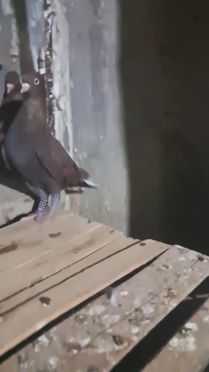 سرخ دم سفید|پرنده|کارون, |دیوار