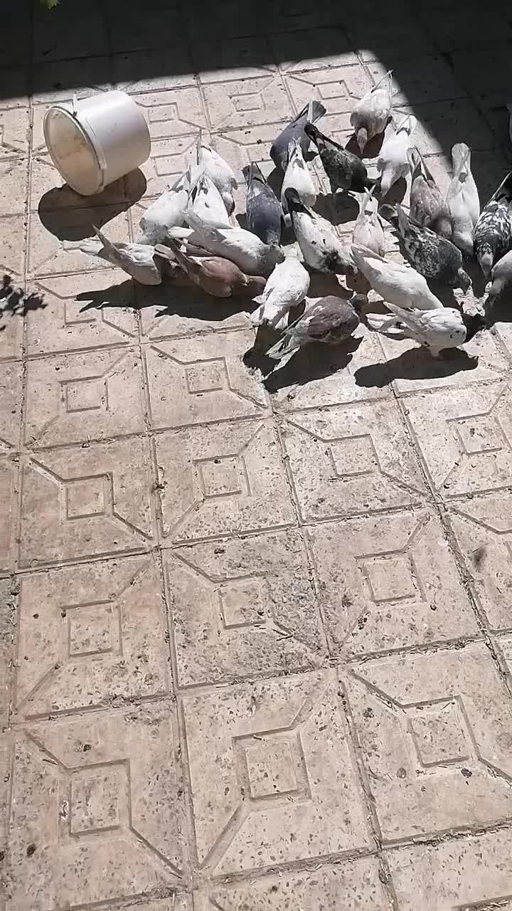 کبوتر یا کفتر وکمک ریگلاژی سیستم سنگین حرفه ای|پرنده|بیرجند, |دیوار