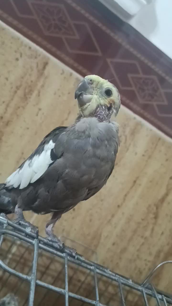 یک جفت عروس هلندی نر و ماده|پرنده|پارسآباد, |دیوار