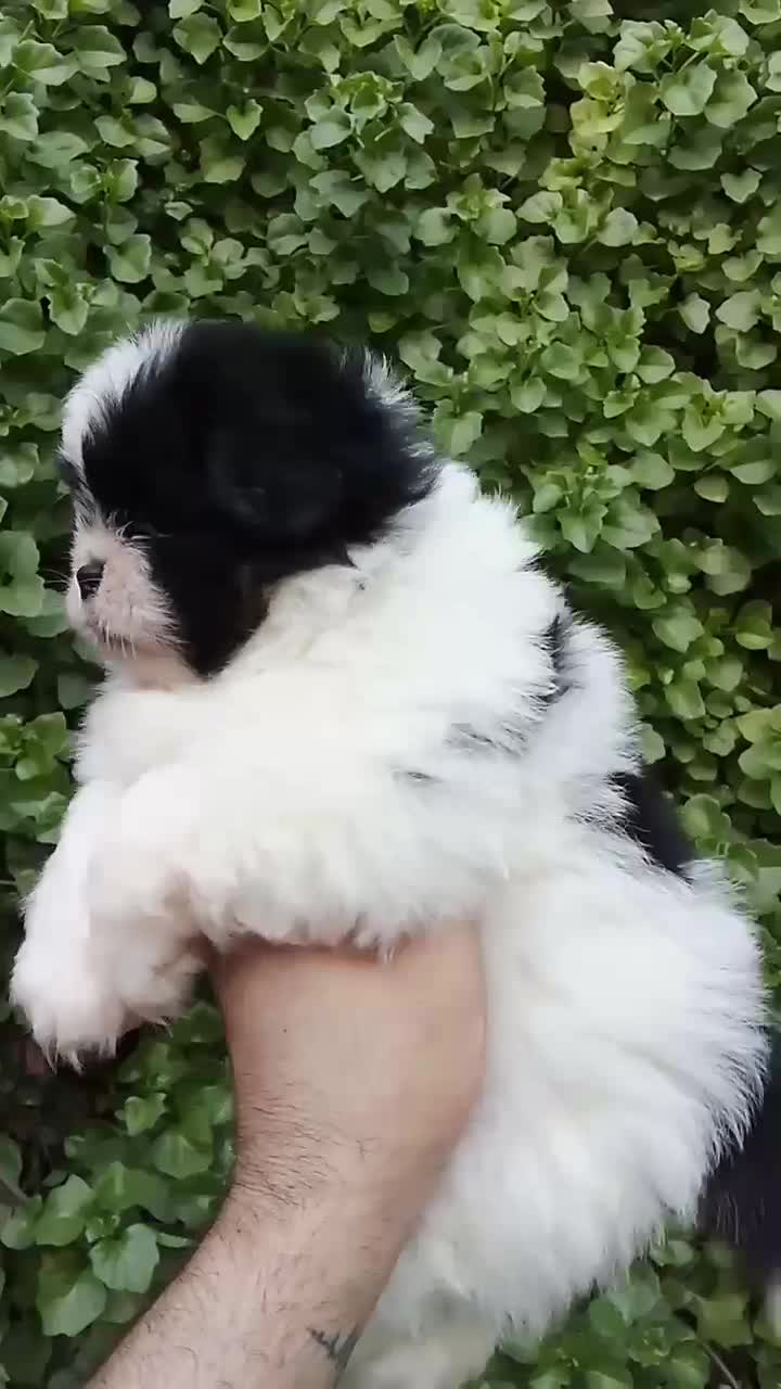 شیتزو سوپر فلت|سگ|گلوگاه, |دیوار