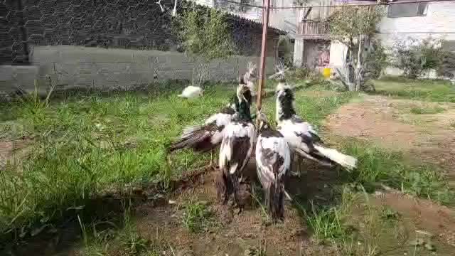 جوجه طاووس|پرنده|تهران, افسریه شمالی|دیوار