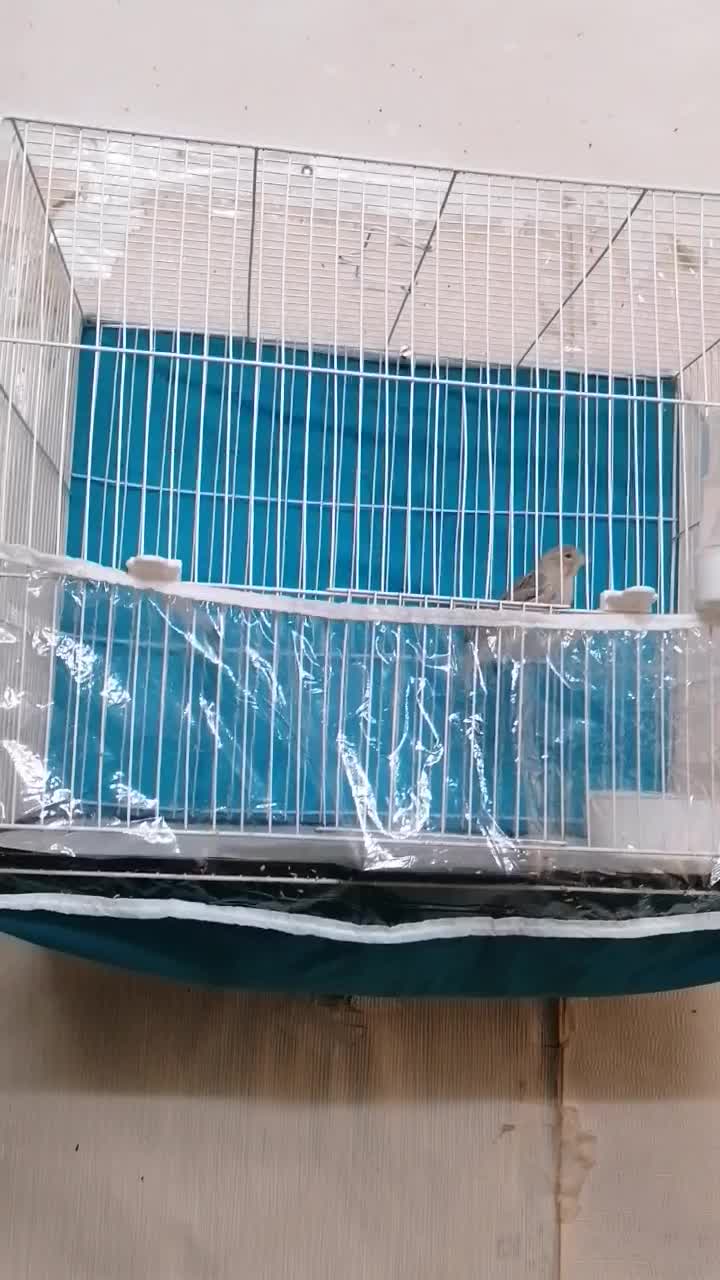 ۲قناری نر پارسالی اوپال نقره ای خانگی|پرنده|مشهد, کوی سیدی|دیوار