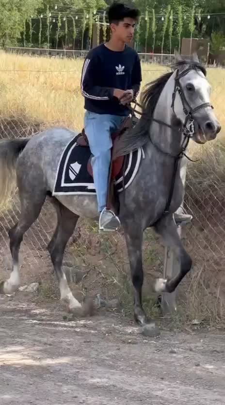 اسب اصیل|اسب و تجهیزات اسبسواری|سقز, |دیوار