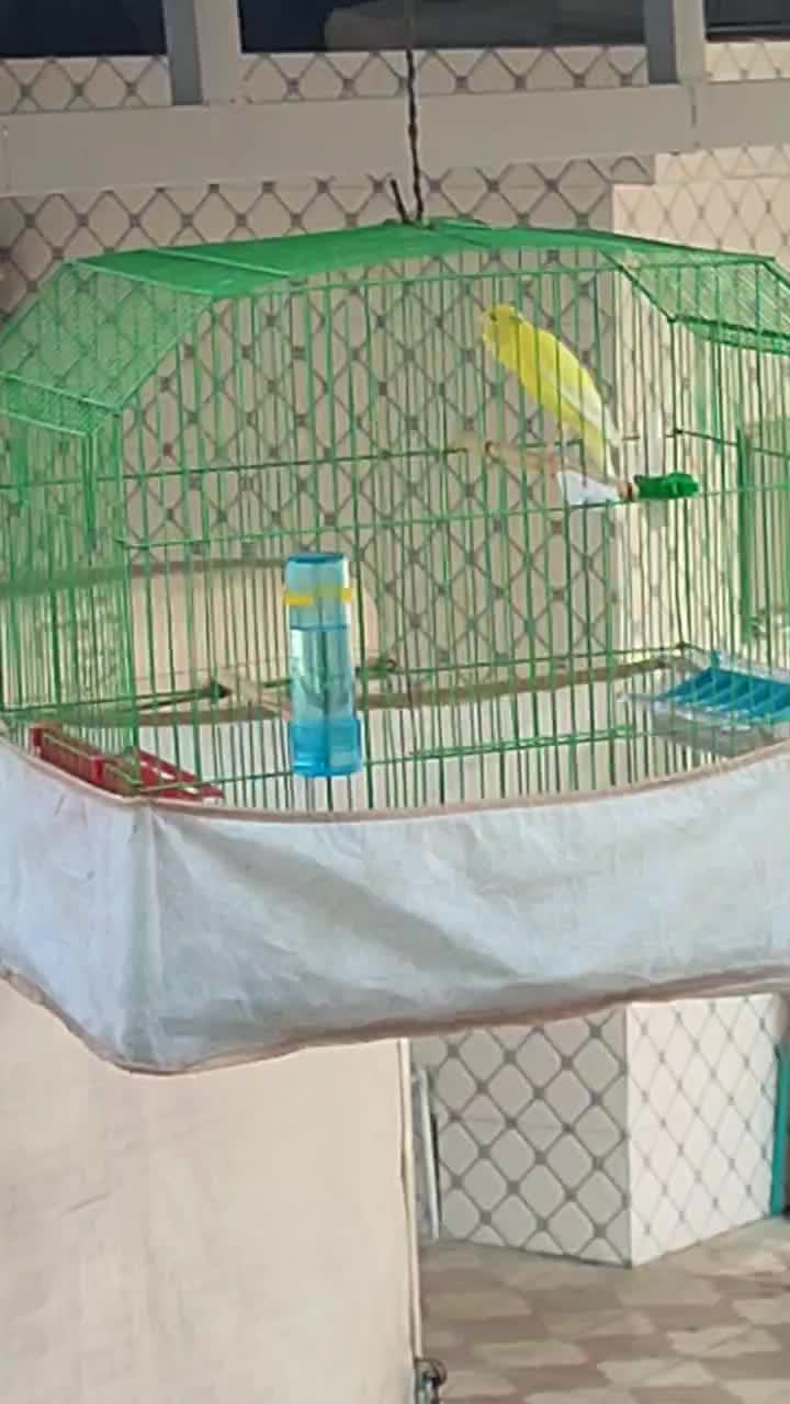 قناری سوپر مست|پرنده|خورموج, |دیوار