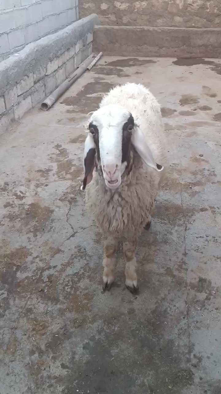 فروش کاوره سنجابی|حیوانات مزرعه|اسلام‌‌آباد غرب, |دیوار