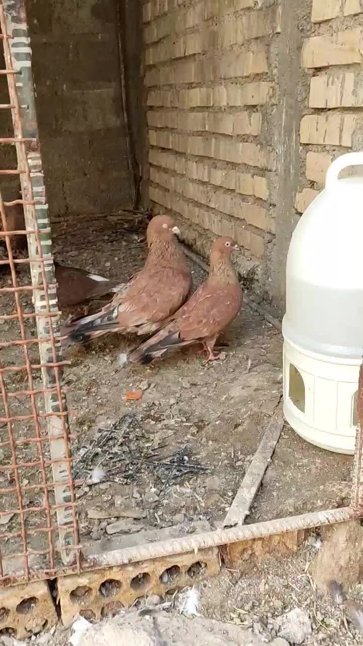 سوسنگرد|پرنده|سوسنگرد, |دیوار