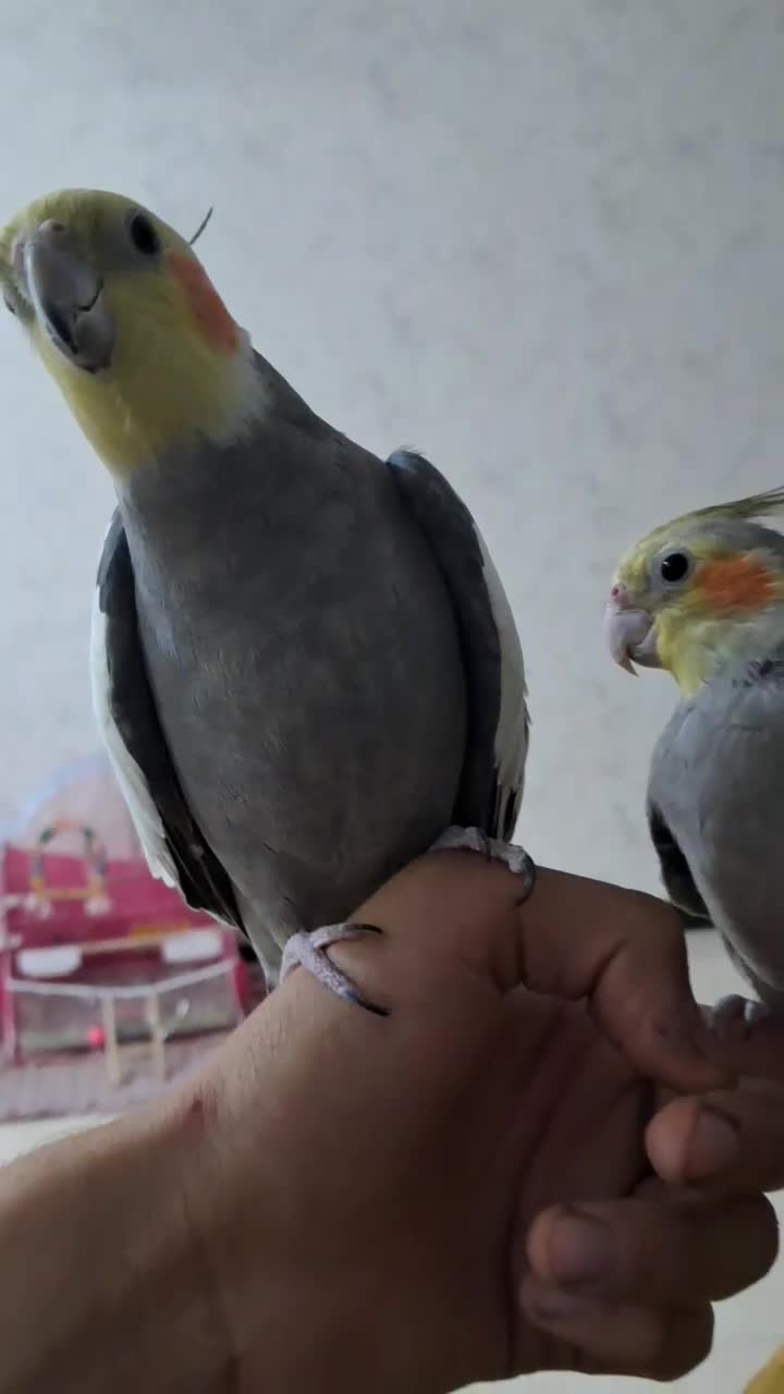 عروس هلندی دستی و سخنگو و آواز خوان و بازیگوش|پرنده|بجنورد, |دیوار