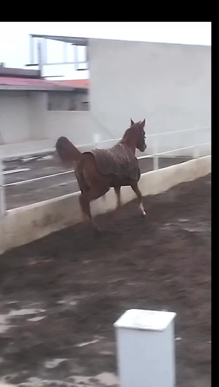 اسب مادیان|اسب و تجهیزات اسب‌سواری|کشکسرای, |دیوار