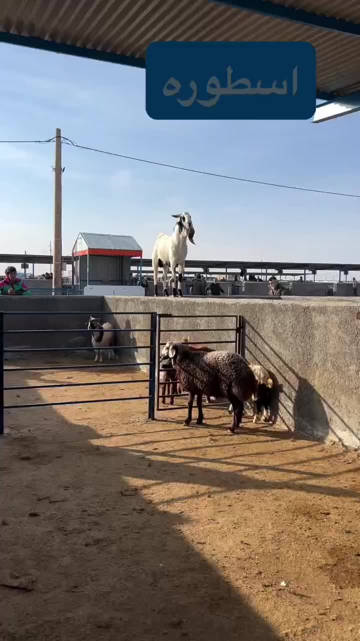 نربز پاکستانی|حیوانات مزرعه|تربت جام, حافظ|دیوار