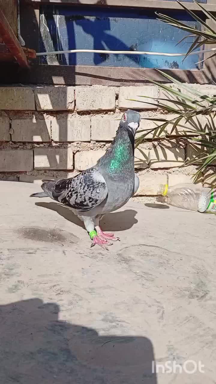 کبوتر زریی پلاکی نر جوستونی|پرنده|اهواز, کمپلو شمالی|دیوار