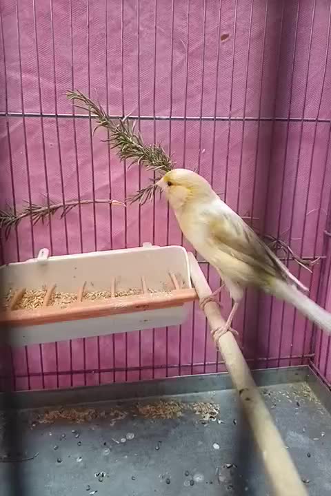 قناری ماده جفتی سهره اماده|پرنده|فردیس, نگارستان|دیوار