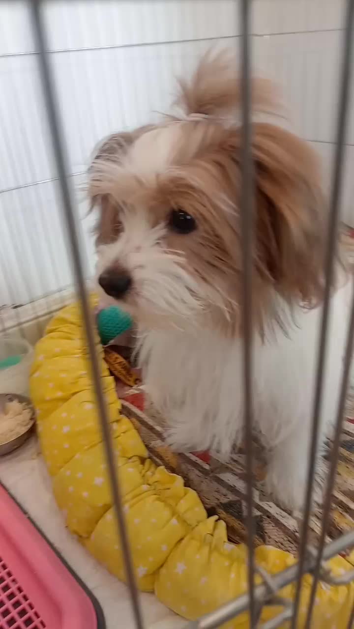 شیتزو. فوری|سگ|تهران, المهدی|دیوار