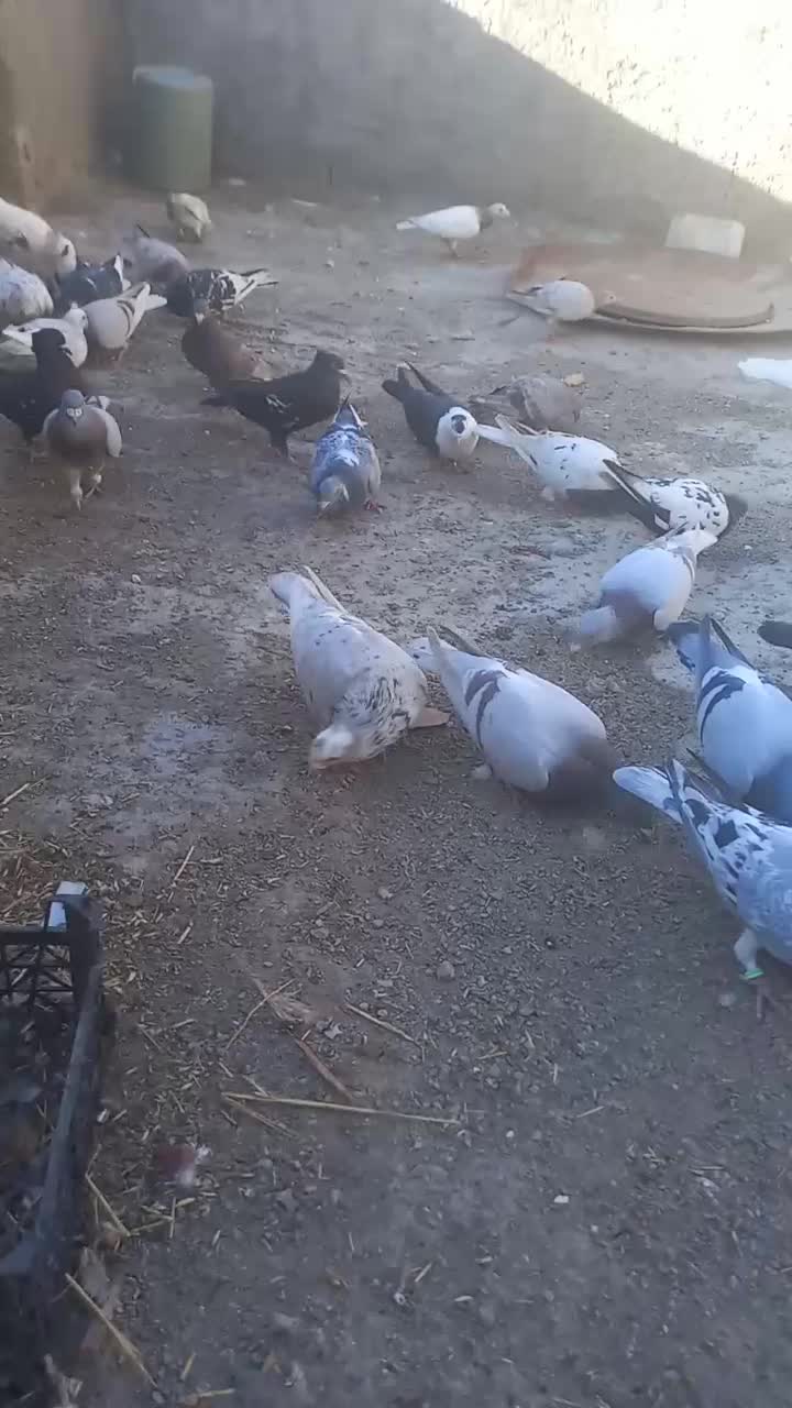 سبزماده دوتادیگه نرن|پرنده|شیروان (خراسان), |دیوار