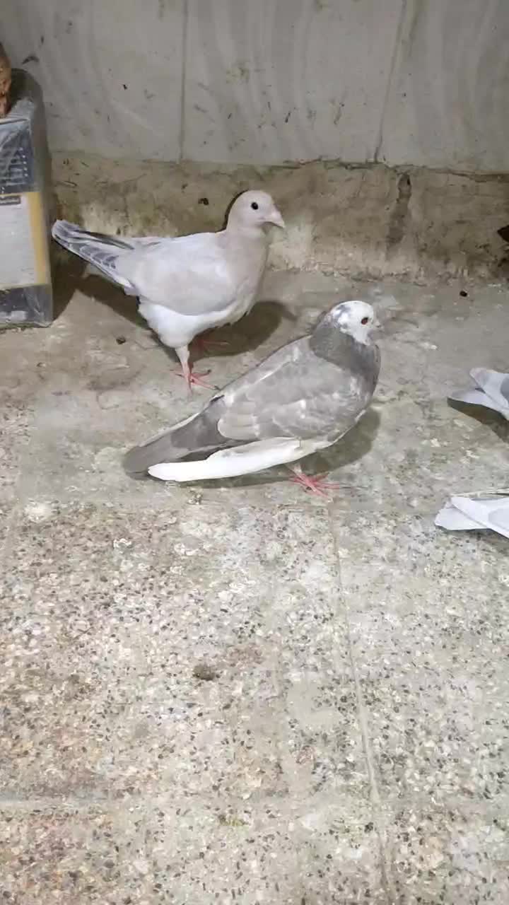 کله هما پاکستانی|پرنده|کاشمر, |دیوار