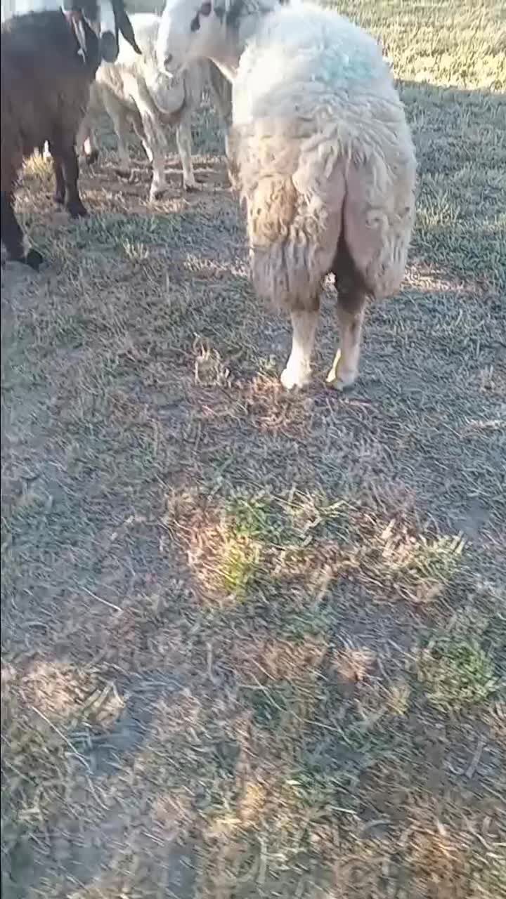 بره غوچ بختیاری|حیوانات مزرعه|راین, |دیوار