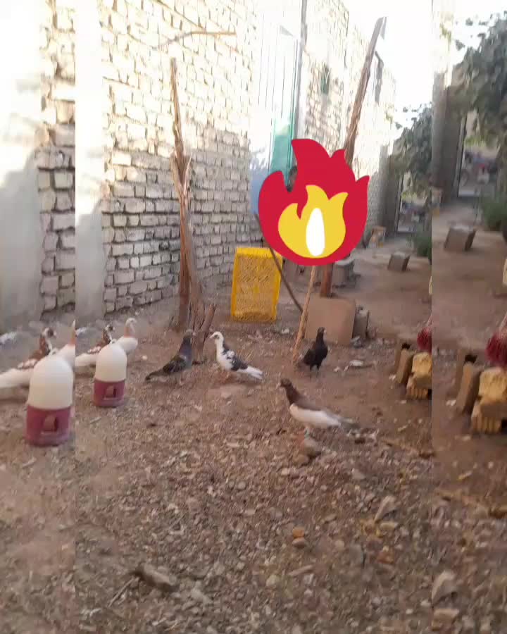 کبوتر|پرنده|نیریز, |دیوار