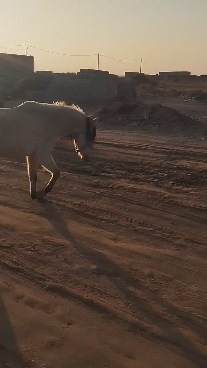 اسب|اسب و تجهیزات اسب‌سواری|یونسی, |دیوار