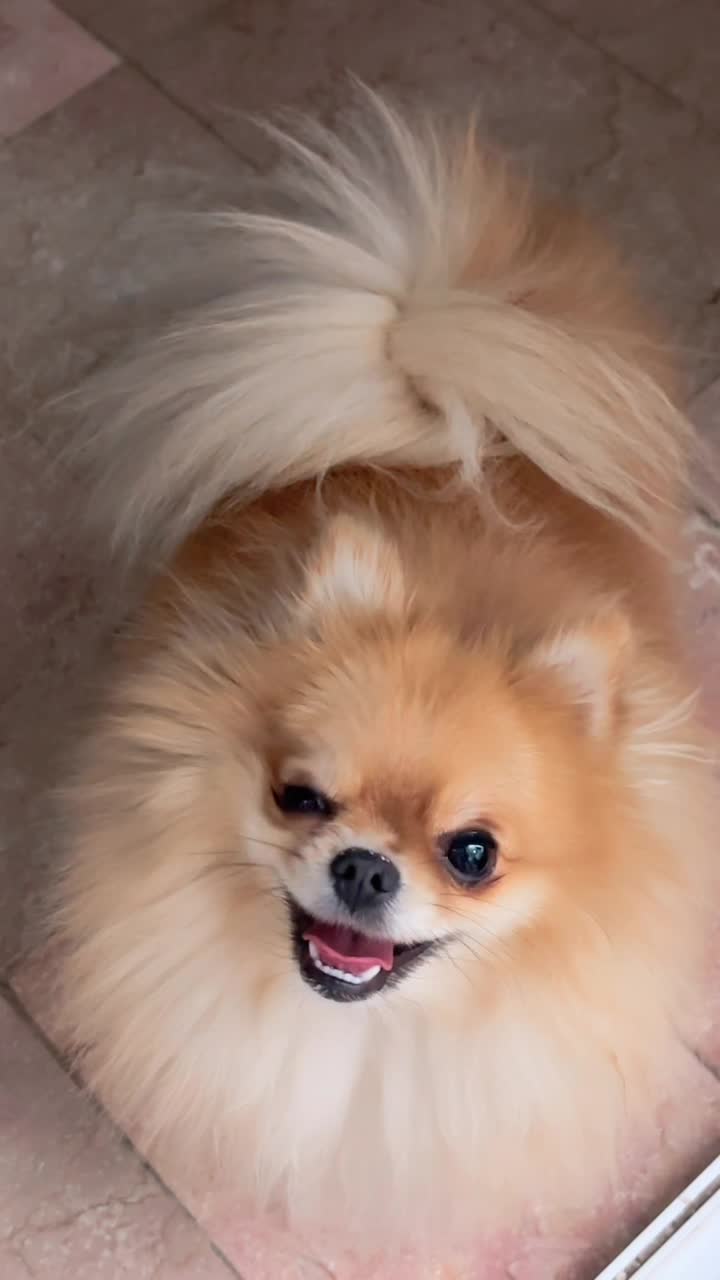 پامرانین پرتقالی ماده خرسی|سگ|تهران, جنتآباد شمالی|دیوار