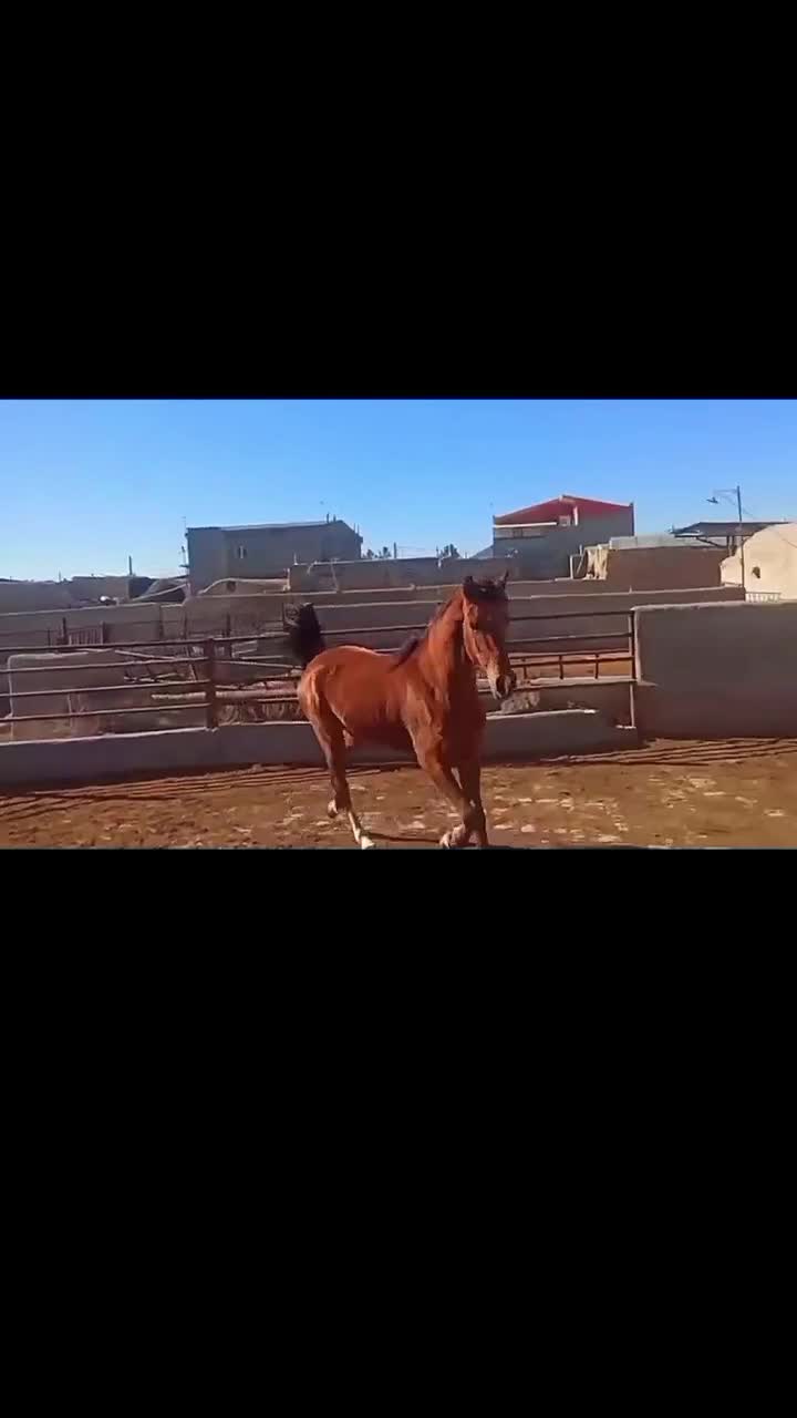 اسب|اسب و تجهیزات اسب‌سواری|قم, نیروگاه|دیوار