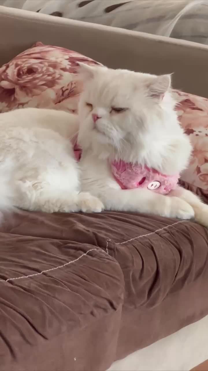 گربه پرشین نر|گربه|ایلام, |دیوار