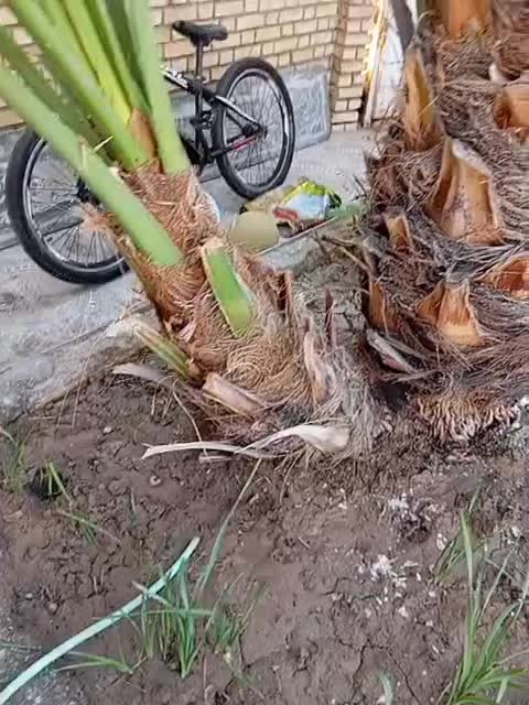 یک پاجوش برخی اصل برای فروش|گل و گیاه طبیعی|خرمشهر, |دیوار