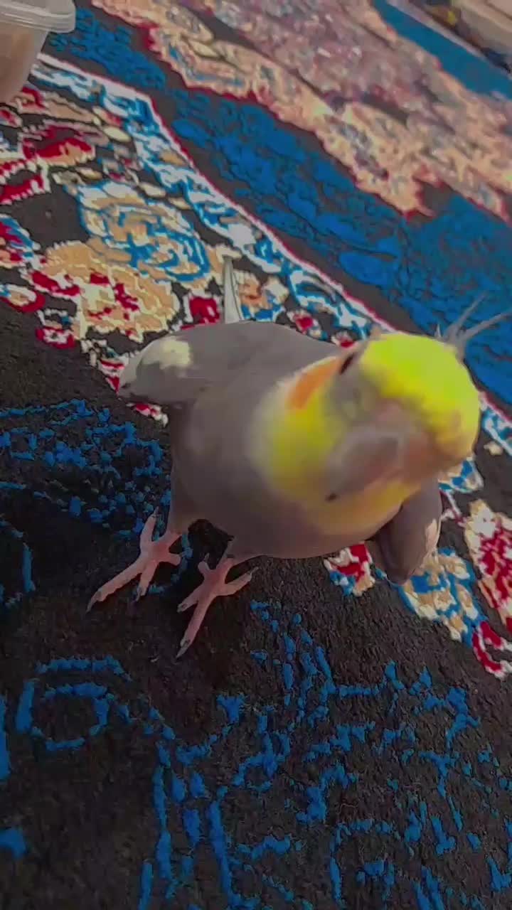 عروس هلندی نر سخنگو|پرنده|گرگان, |دیوار