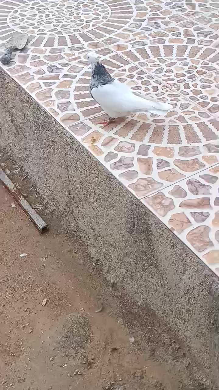 طوقی کرمانشاهی|پرنده|گله دار, |دیوار