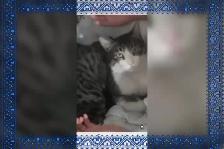 گمشده ۳۰روز|حیوانات|چناران, |دیوار