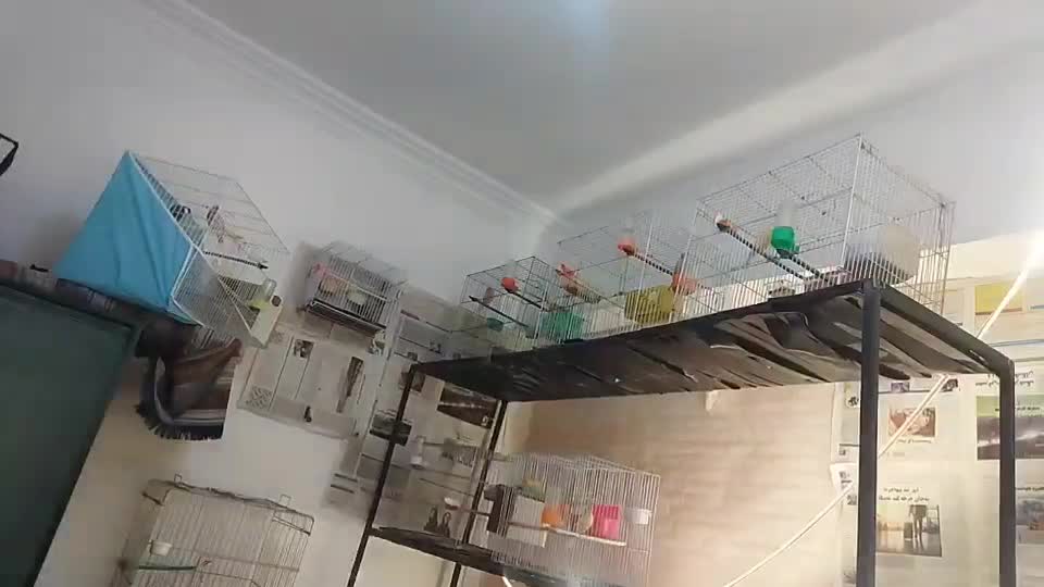 قناری مست بخون|پرنده|مشهد, مهدی آباد (بلوار توس)|دیوار