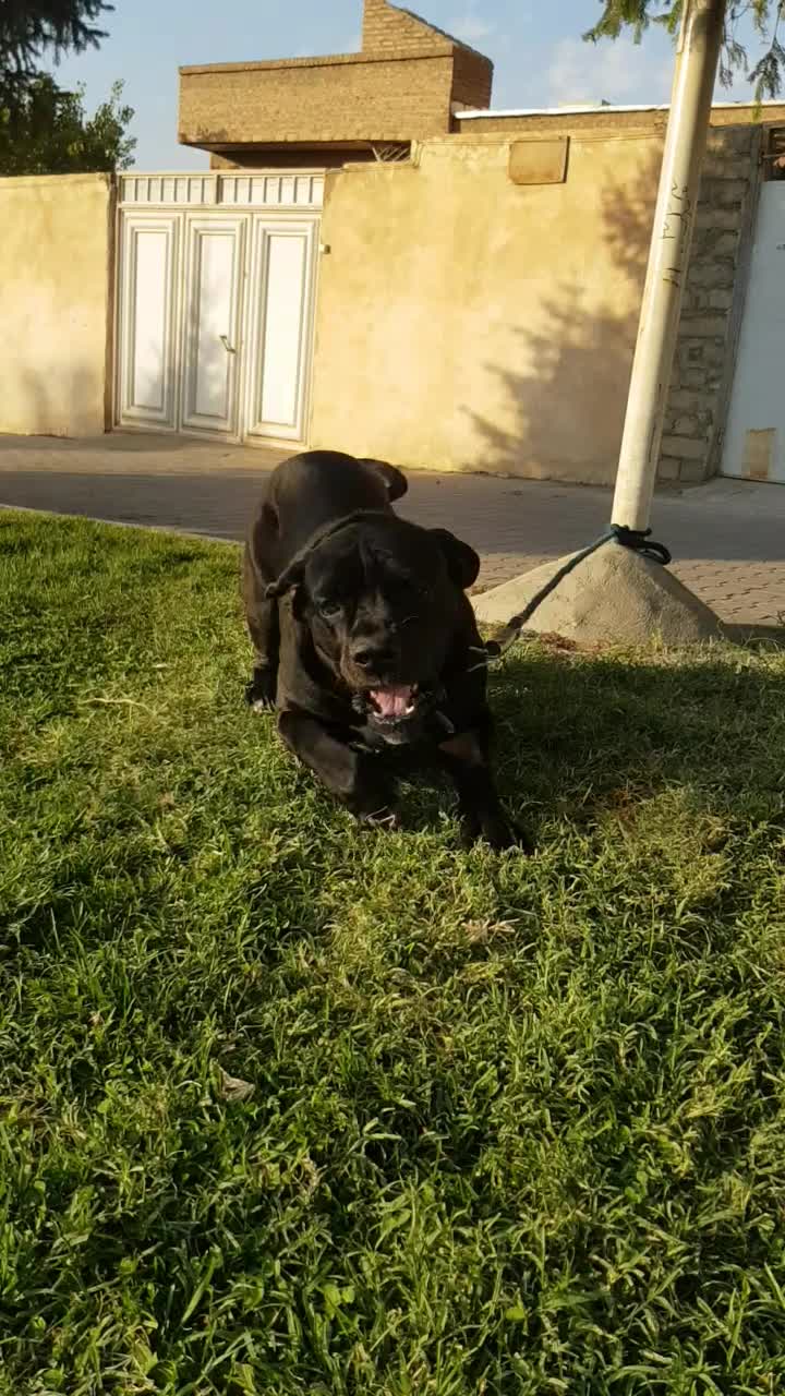 سگ کن کورسو اصیل|سگ|بوکان, |دیوار