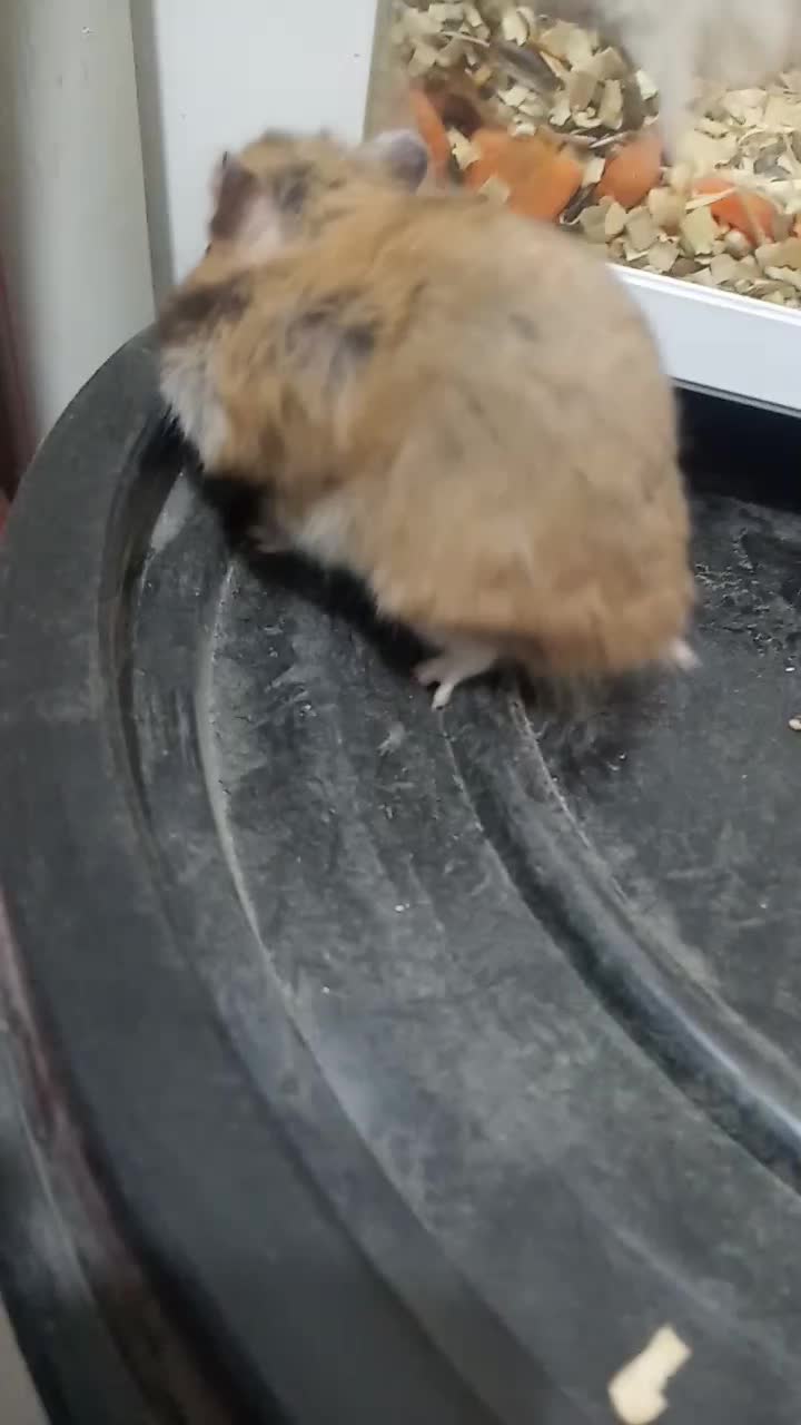 همستر|موش و خرگوش|سنندج, |دیوار