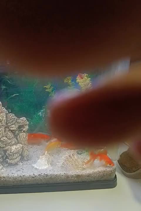 فروش اکواریوم باماهی قرمز وسفید|ماهی|بندرعباس, |دیوار